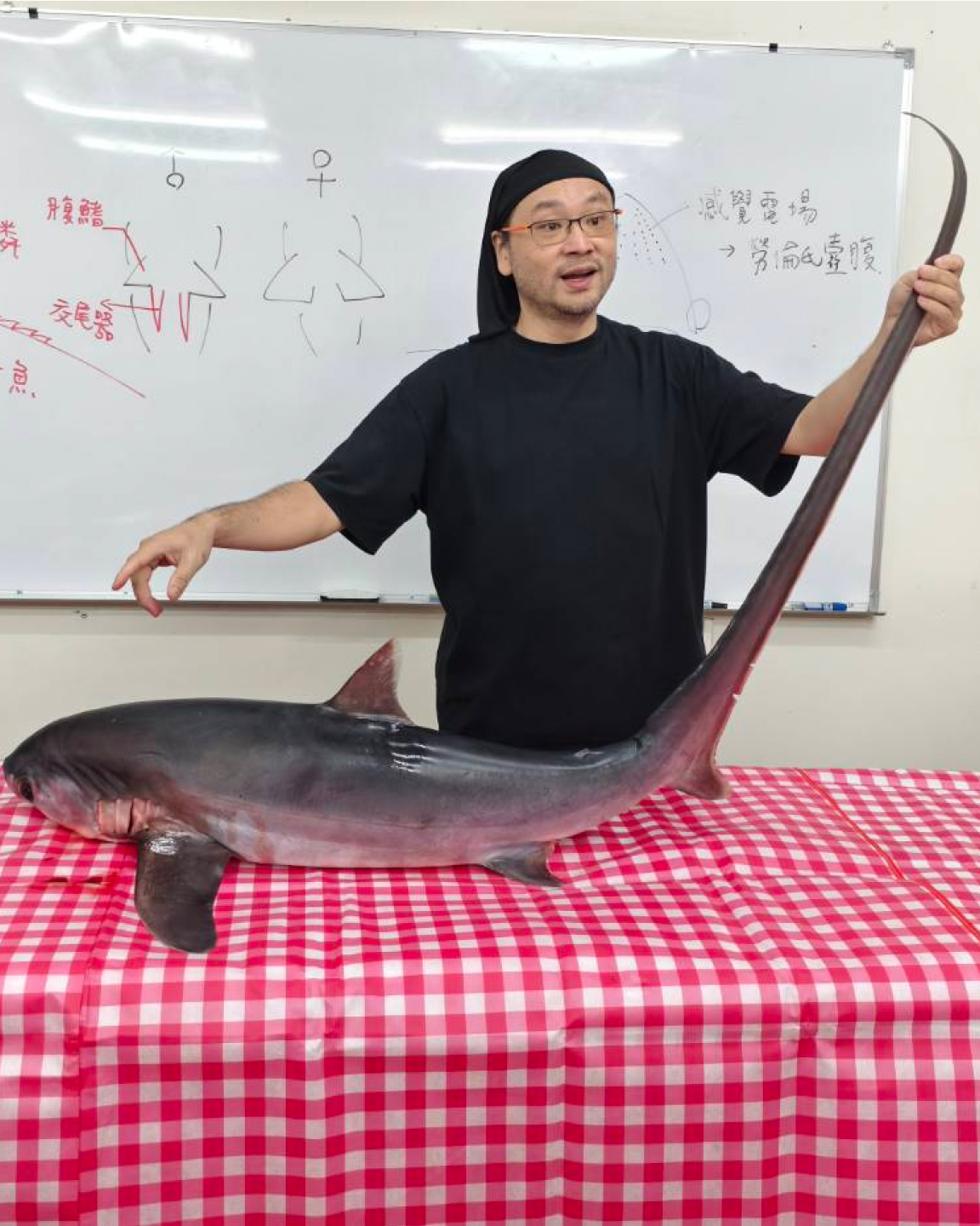 實作解剖體驗【強打課程：解剖鯊魚】